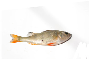 freshwater perch fish on white background
