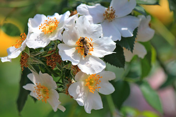 bee collects nectar from a beautiful flower