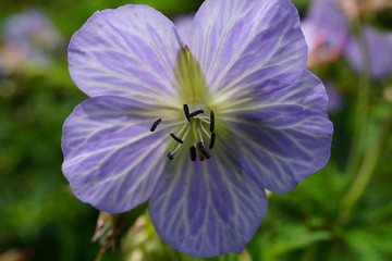 Geranium Mrs Kendall clark