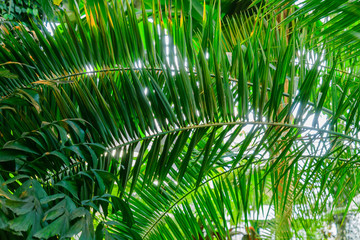 Fototapeta na wymiar lush foliage in the tropical garden. Banana and jungle plants. Natural background