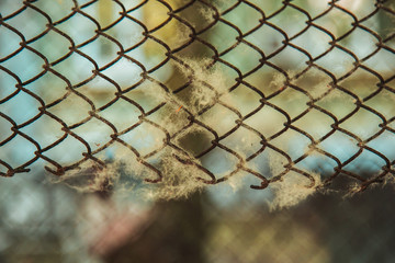 twisted woven metal mesh covered with poplar down on a blurred background close-up. fencing allergens on the street in summer. copy space