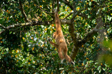 Pileated gibbon female hanging from tree
