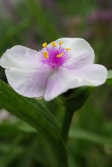 Tradescantia Temptation