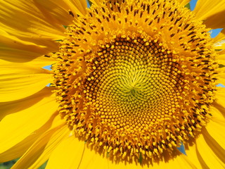 sunflower