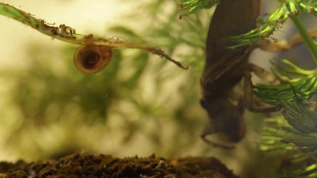 belostomatid water bug eating a planorbe snail
