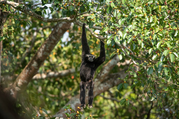 Pileated gibbon male hanging from tree