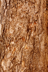 Brown tree bark texture abstract background