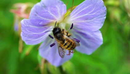 Bee in blue Geranium