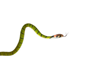 Green Keelback  snake isolated on white background (Rhabdophis nigrocinctus)