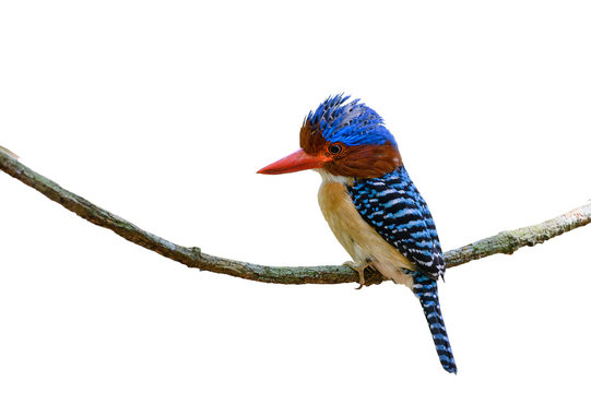 Banded Kingfisher perching on a branch isolated on white background ,male bird