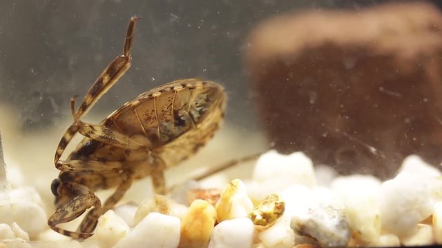 belostomatid bug flapping its elytrons