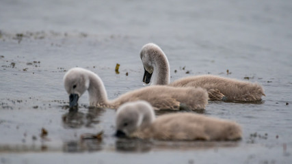 Isolated close up of mute swan youngsters in the wild- Danube Delta Romania