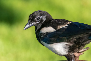 crow on grass