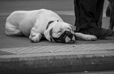 Obraz na płótnie Canvas Sad dog in rome, tired and hot black and white