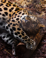 Fototapeta na wymiar far-eastern leopard close-up