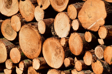 Geschlagene Fichtenstämme