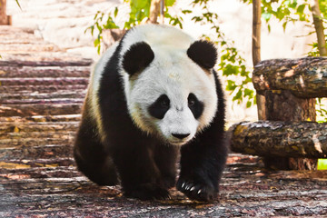 Obraz premium big panda purposefully walks along the log flooring under the green foliage. Chinese panda in the Russian Moscow zoo.