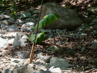 ハンモック キャンプ 渓流