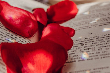 Rose petals on the book