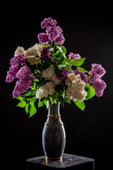 Lilac in vase on the black background