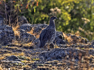 Chestnut-naped Francolin, Francolinus castaneicollis, in Simien Mountains National Park, Ethiopia.