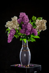 Lilac in vase on the black background