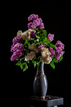 Lilac in vase on the black background