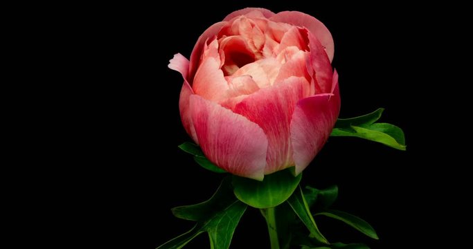 Timelapse of pink peony flower blooming on black background, alpha channel