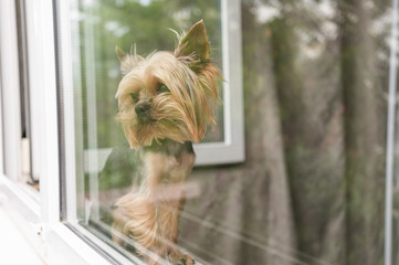 The dog sits on the window looks out the window