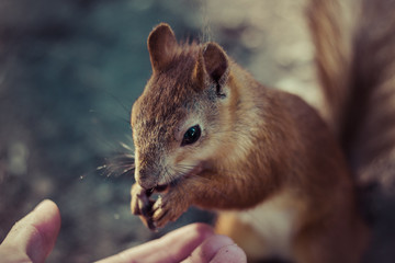 Portrait for fluffy red squirrel. Squirrel eats from hand. Little squirrel has lunch on the ground. Small rodent is holding nuts in small hands.