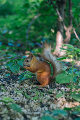 Small rodent is holding nuts in small hands. Portrait for fluffy red squirrel. Little squirrel has lunch on the ground.