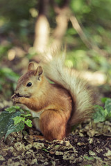 Naklejka na ściany i meble Funny young squirrel in a city park at a sunny day. Small rodent is holding nuts in small hands. Portrait for fluffy red squirrel. Little squirrel has lunch on the ground.