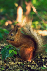 Funny young squirrel in a city park at a sunny  day. Small rodent is holding nuts in small hands. Portrait for fluffy red squirrel. LIttle squirrel has lunch on the ground.