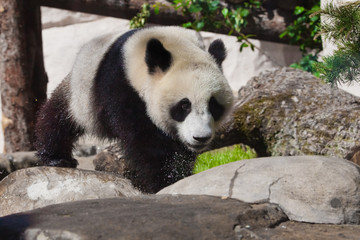 Obraz premium wet panda leaves stones under greens. big panda climbs on the stones at the stream, wet hair and spray Chinese panda in the Russian Moscow zoo.