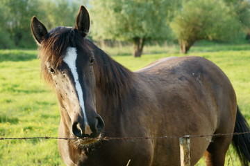 Za ogrodzeniem © tadzio1964