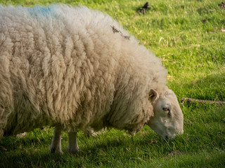 Naklejka na ściany i meble Sheeps grassing in the green grass of Ireland - travel photography
