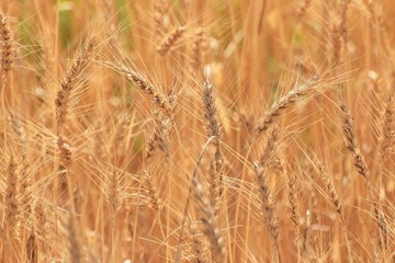 Beautiful golden wheat field