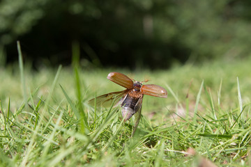 cockchafer in a field going to fly