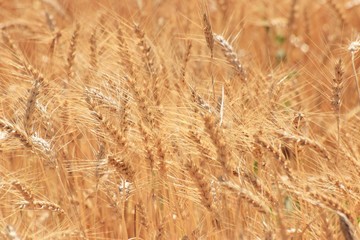 Beautiful golden wheat field