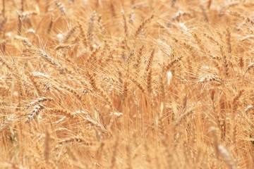 Beautiful golden wheat field