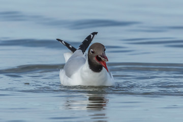 möwe