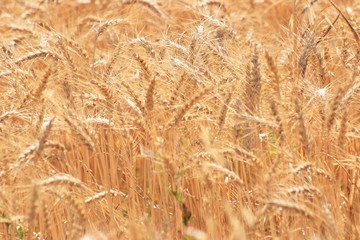 Beautiful golden wheat field