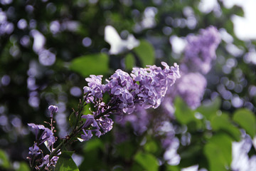 lilac blooms