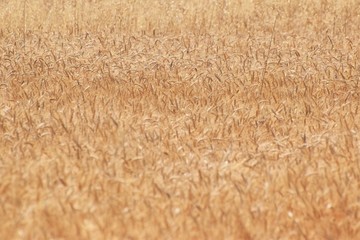 Fototapeta premium Beautiful golden wheat field