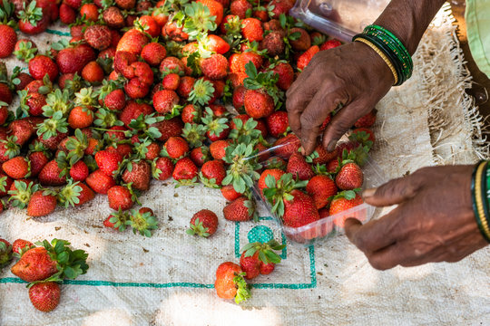 Netravali,Goa/India- March 21 2019: Strawberries being sorted and packaged for sale at a farm in Goa, India