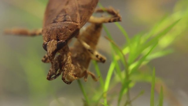 belostomatid water bug eating a dragonfly larva