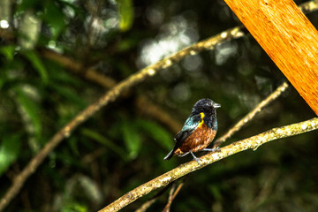 Pássaro de fogo