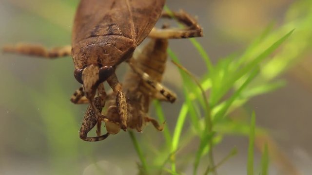 belostomatid water bug eating a dragonfly larva