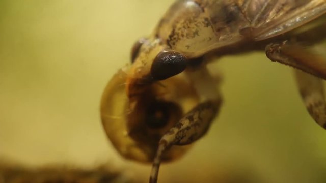 belostomatid water bug eating a planorbe snail