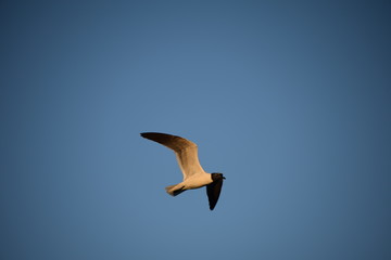 Bird in flight